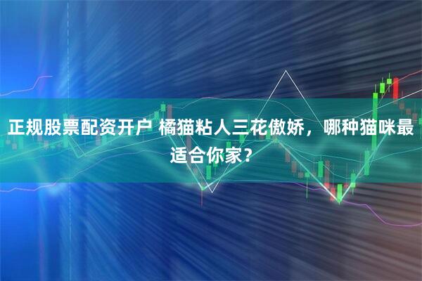正规股票配资开户 橘猫粘人三花傲娇，哪种猫咪最适合你家？