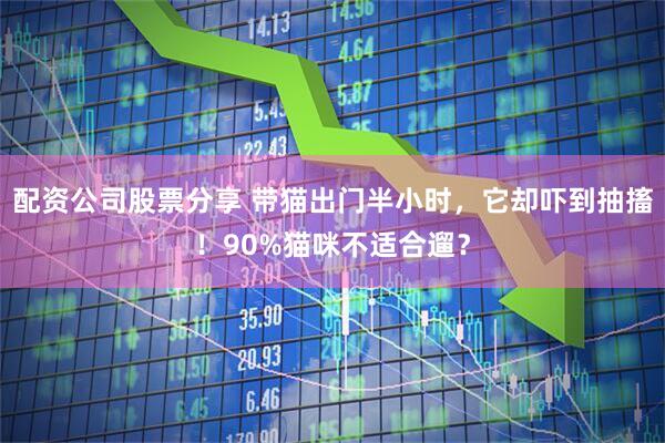 配资公司股票分享 带猫出门半小时，它却吓到抽搐！90%猫咪不适合遛？